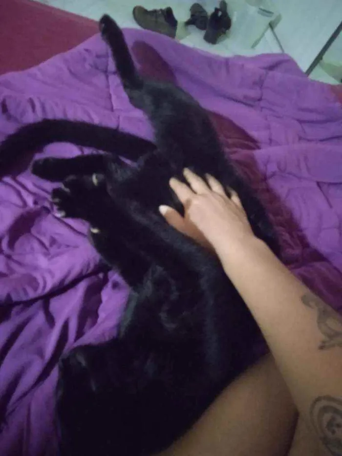 Gato ra a srd idade 2 a 6 meses nome Bagheera