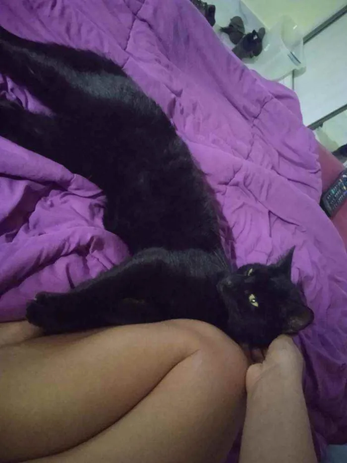 Gato ra a srd idade 2 a 6 meses nome Bagheera
