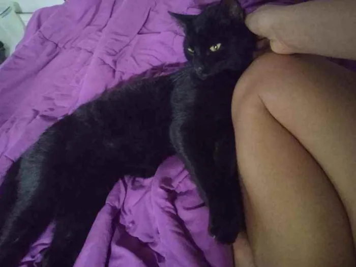 Gato ra a srd idade 2 a 6 meses nome Bagheera