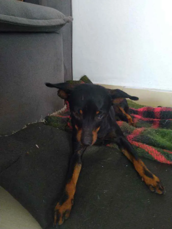 Cachorro ra a Pintcher idade 7 a 11 meses nome Sem nome