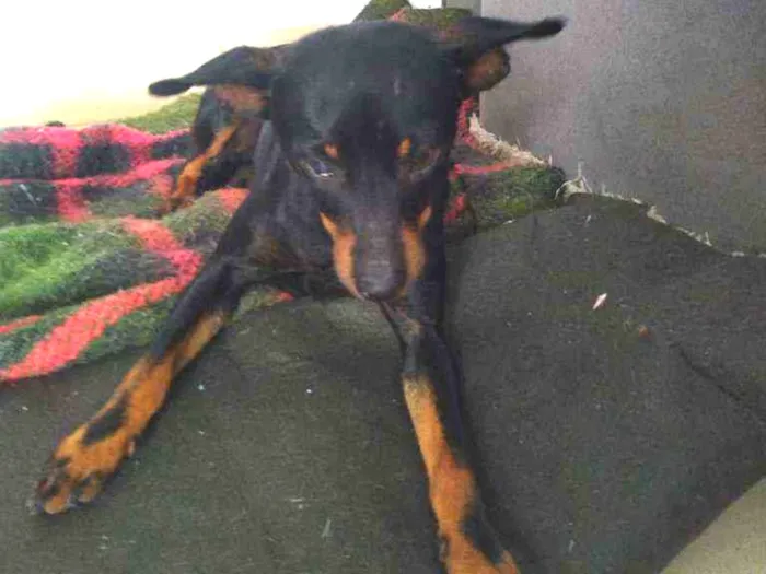 Cachorro ra a Pintcher idade 7 a 11 meses nome Sem nome