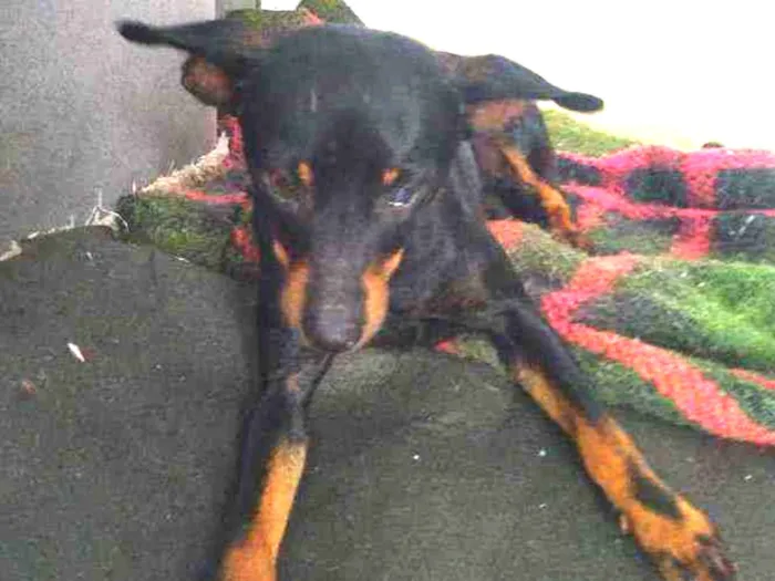 Cachorro ra a Pintcher idade 7 a 11 meses nome Sem nome