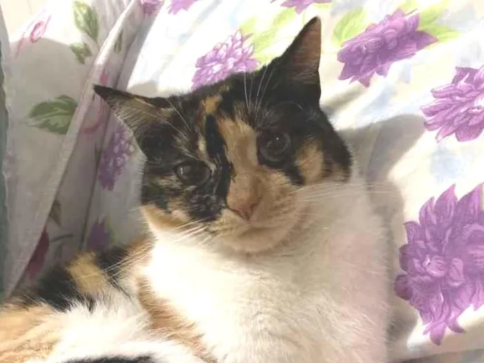 Gato ra a Tres cores idade 5 anos nome Lana