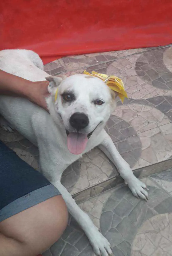 Cachorro ra a Srd idade 2 anos nome Cloe 