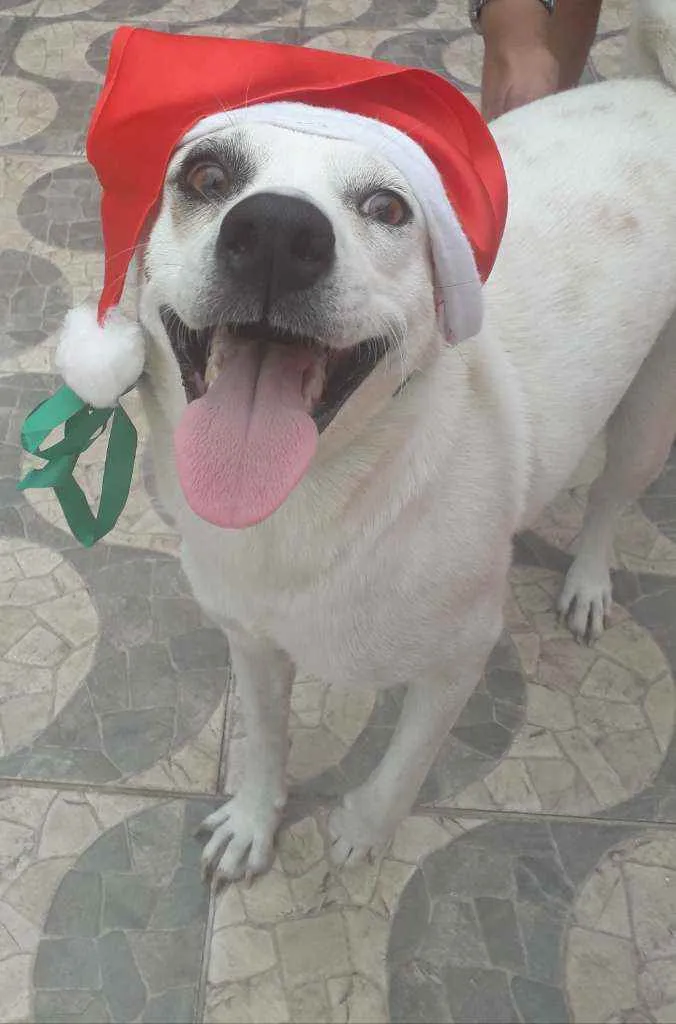 Cachorro ra a Srd idade 2 anos nome Cloe 
