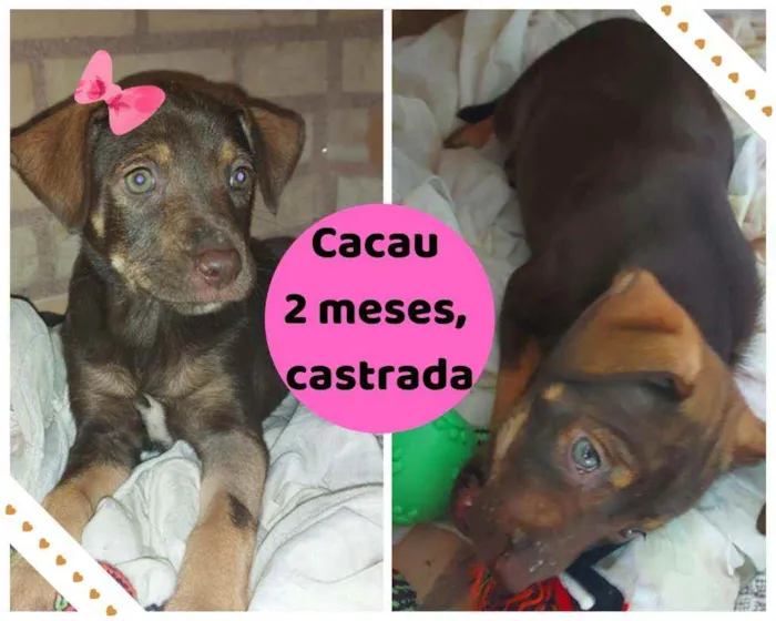 Cachorro ra a Srd idade 2 a 6 meses nome Filhote 2 meses 