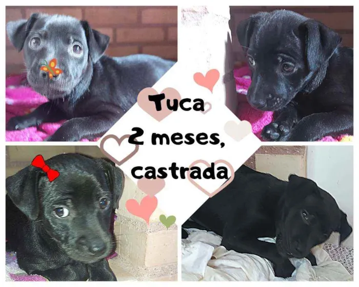Cachorro ra a Srd idade 2 a 6 meses nome Filhote 2 meses 