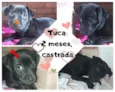 Filhote 2 meses