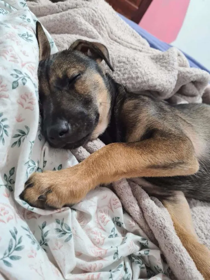 Cachorro ra a SRD-ViraLata idade 7 a 11 meses nome JOÃO GUILHERME