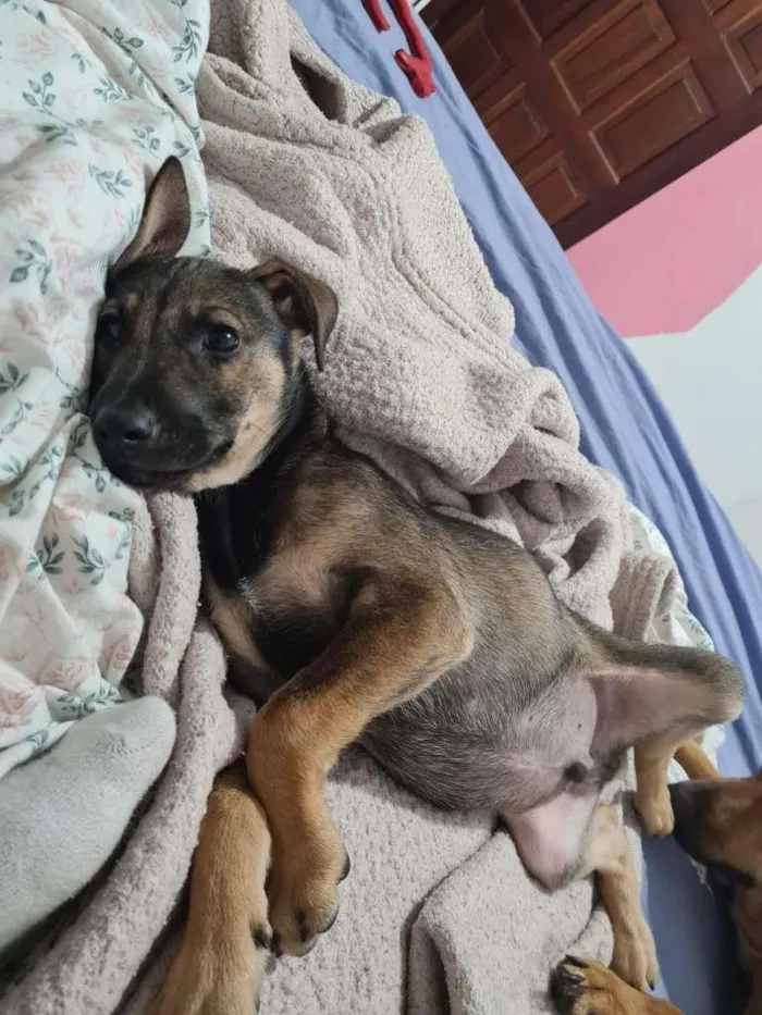 Cachorro ra a SRD-ViraLata idade 7 a 11 meses nome JOÃO GUILHERME