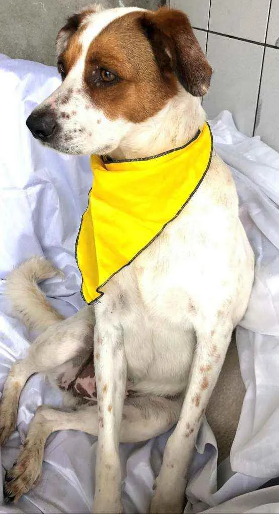 Cachorro raça Sem raça definida  idade 1 ano nome Amora e Bily 