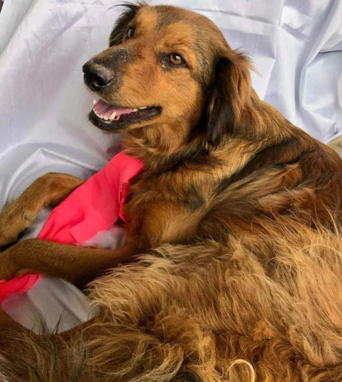 Cachorro raça Sem raça definida  idade 1 ano nome Amora e Bily 