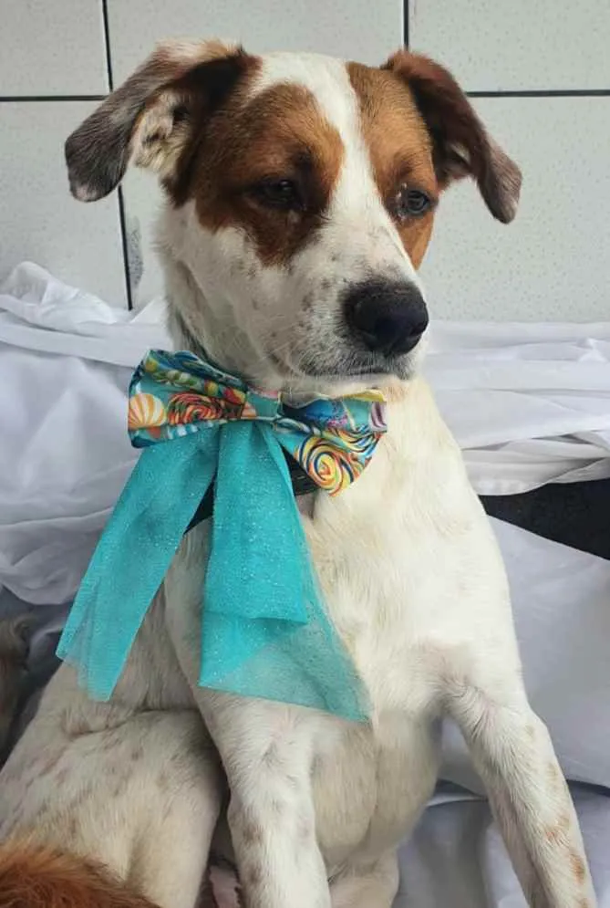 Cachorro raça Sem raça definida  idade 1 ano nome Amora e Bily 