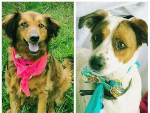 Cachorro raça Sem raça definida  idade 1 ano nome Amora e Bily 