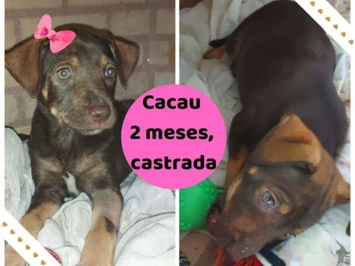 Cachorro ra a Srd idade 2 a 6 meses nome Filhote 2 meses 