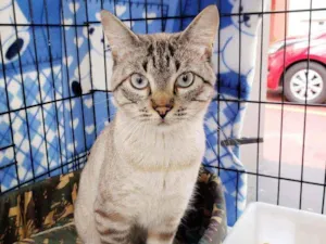 Gato raça Srd idade 2 anos nome Valentim