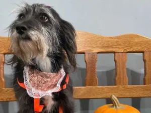 Cachorro raça Cachorro idade 2 anos nome Pipoca 2 anos pequen