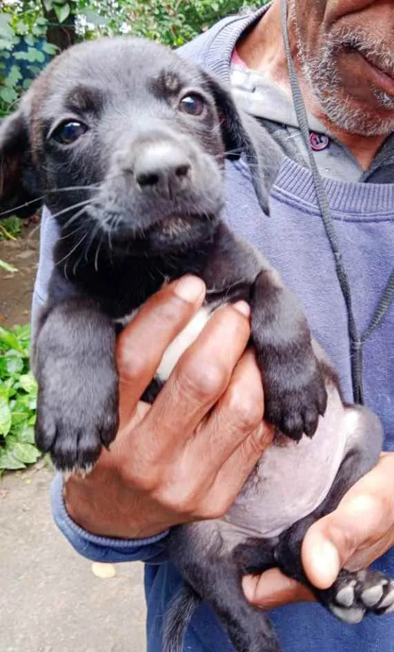 Cachorro ra a Srd idade Abaixo de 2 meses nome Filhote de 50 dias