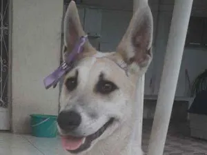 Cachorro raça SRD idade 1 ano nome Valentina