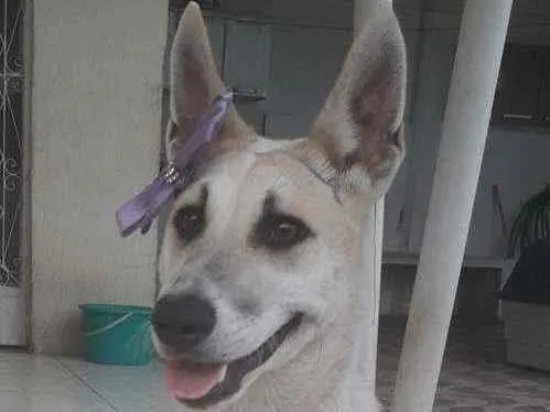 Cachorro ra a SRD idade 1 ano nome Valentina