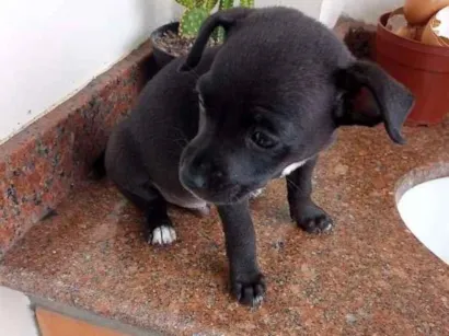 Cachorro raça indefinida idade 2 a 6 meses nome Luck