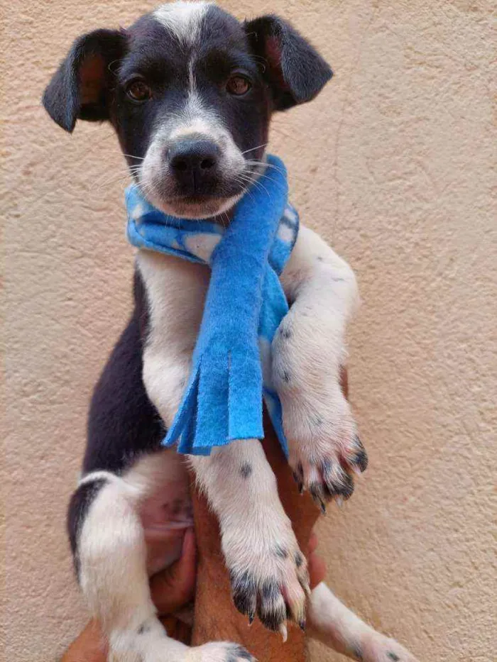 Cachorro raça Srd idade 2 a 6 meses nome Guerreiro 