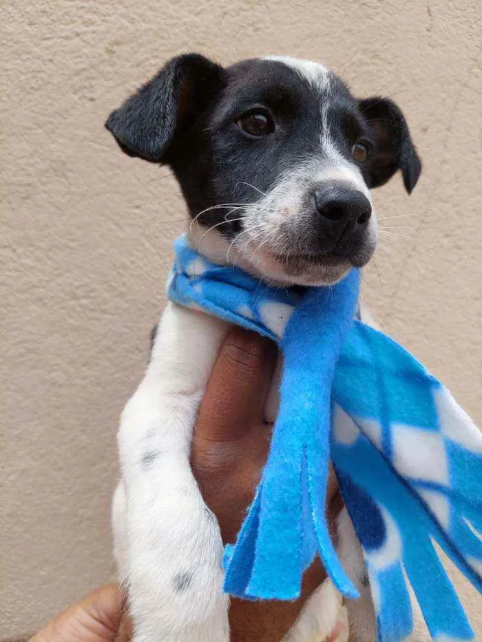 Cachorro raça Srd idade 2 a 6 meses nome Guerreiro 