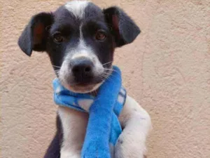 Cachorro raça Srd idade 2 a 6 meses nome Guerreiro 