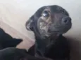 Chocopinho