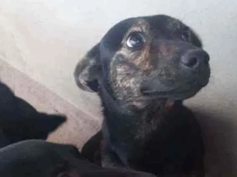 Cachorro ra a Viralata idade 2 anos nome Chocopinho