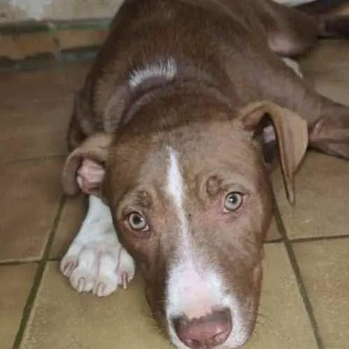 Cachorro ra a Pitbull idade 7 a 11 meses nome Bradock