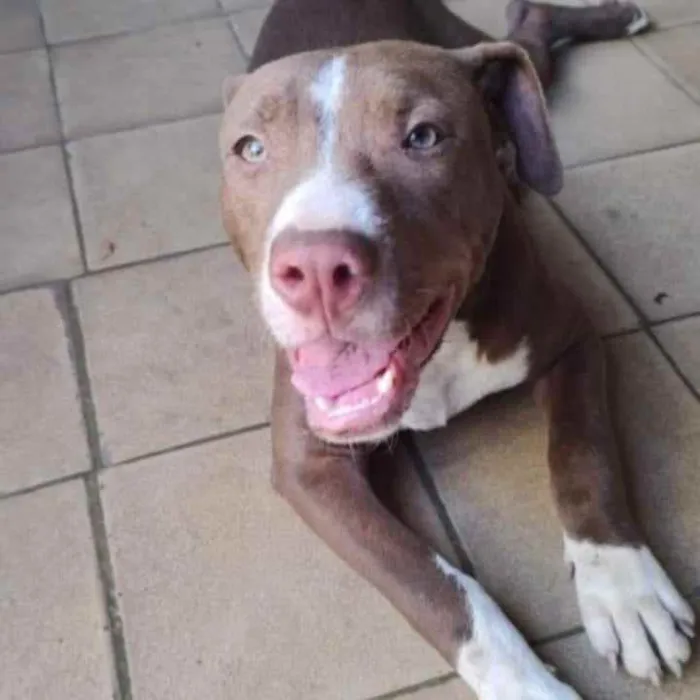 Cachorro ra a Pitbull idade 7 a 11 meses nome Bradock