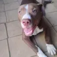 Bradock