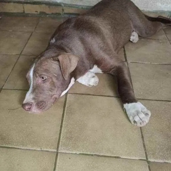 Cachorro ra a Pitbull idade 7 a 11 meses nome Bradock