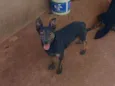 Chocopinho