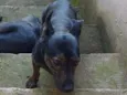 Chocopinho