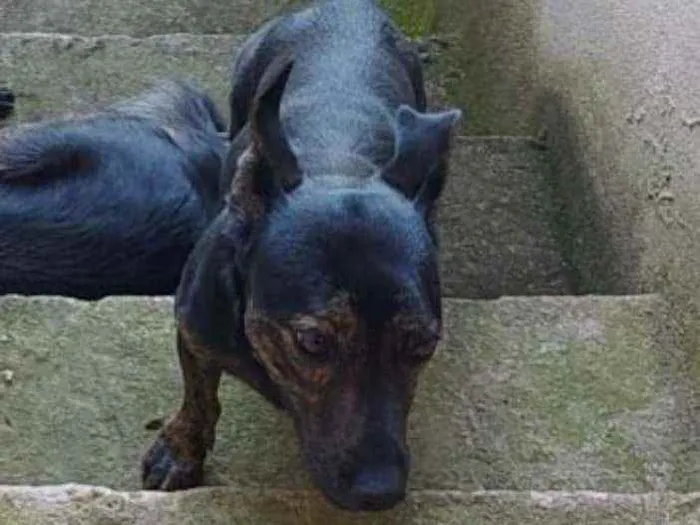 Cachorro ra a Viralata idade 2 anos nome Chocopinho