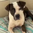 Bol
