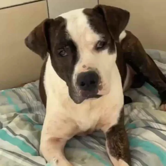 Cachorro ra a Pitbull idade 2 anos nome Bol