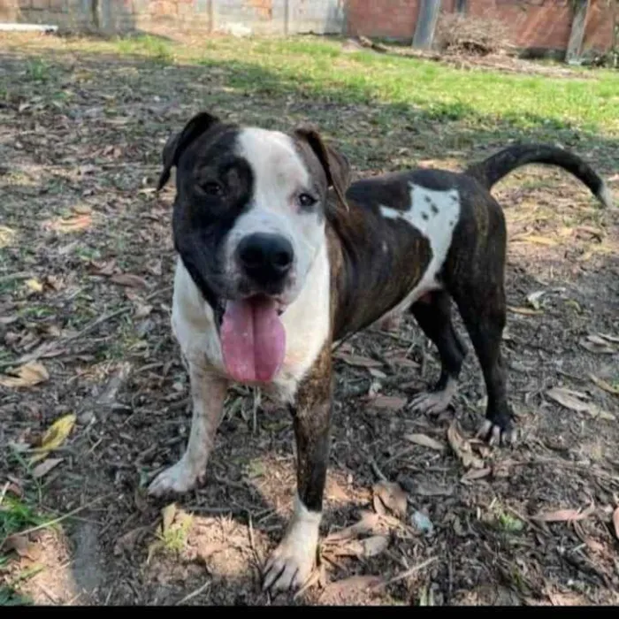 Cachorro ra a Pitbull idade 2 anos nome Bol