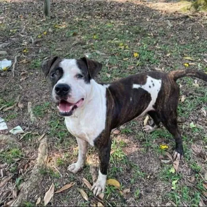 Cachorro ra a Pitbull idade 2 anos nome Bol