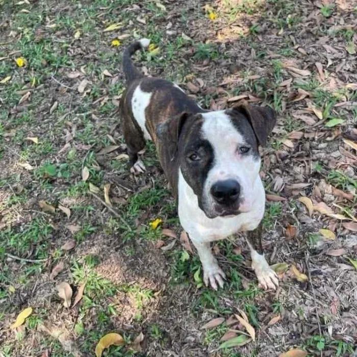 Cachorro ra a Pitbull idade 2 anos nome Bol