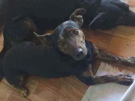 Cachorro ra a Viralata idade 2 anos nome Chocopinho