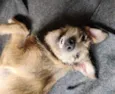 Apolo