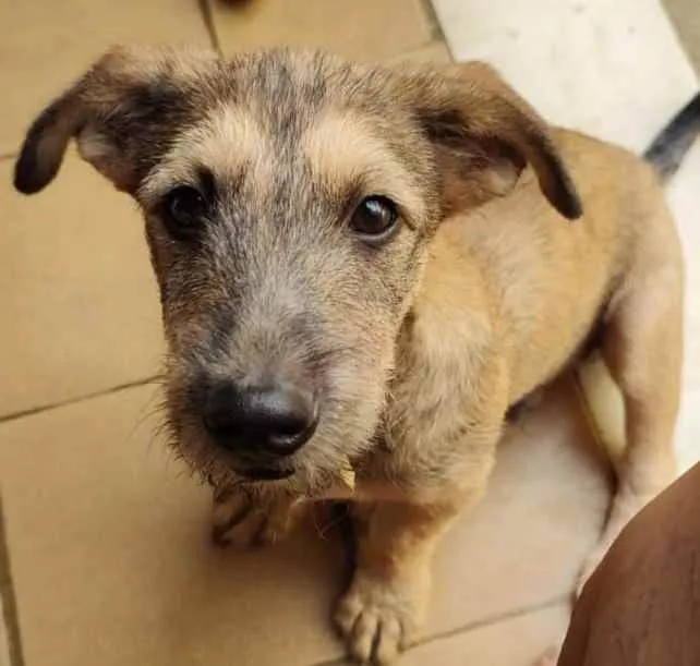 Cachorro ra a SRD idade 7 a 11 meses nome Apolo