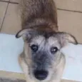 Apolo
