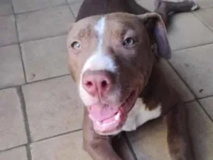 Cachorro raça Pitbull idade 7 a 11 meses nome Bradock