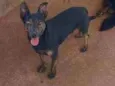 Chocopinho