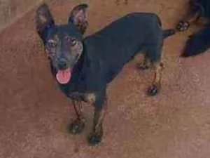 Cachorro raça Viralata idade 2 anos nome Chocopinho