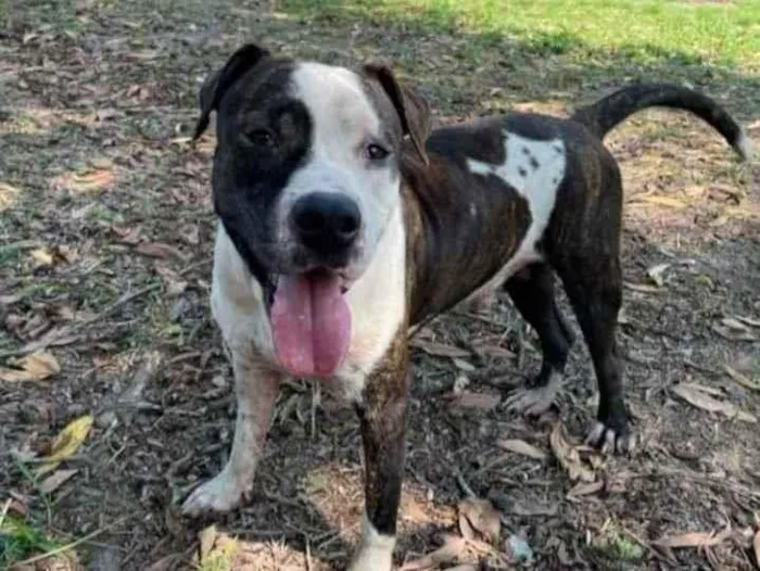 Cachorro ra a Pitbull idade 2 anos nome Bol